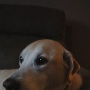 Meet your Posher, Phillip